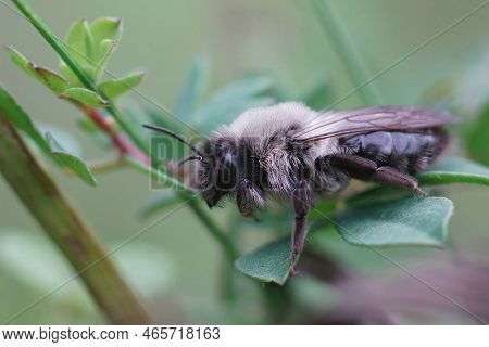 Natural Shallow Focus Closeup On A Female Grey-backed Mining Bee, Andrena Vaga Sitting In The Vegeta