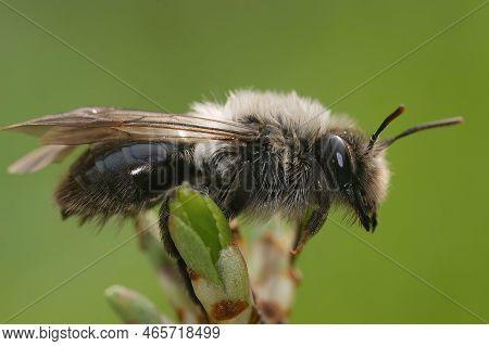 Natural Detailed Closeup On A Female Grey-backed Mining Bee, Andrena Vaga , Against A Green Blurred 