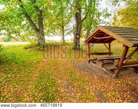Autumn Leaf On The Road. Picturesque Leaves Fall In The Forest During Thanksgiving Time