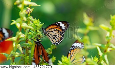 Butterfly On Leaf In Nature,beautiful Butterfly On The Flower,butterfly In Rainforest Nature In The 