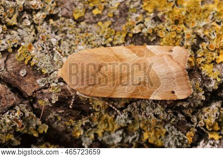 Detailed Closeup On A Pale Colored Yellow Underwing Mont, Noctua Fimbriata, Sitting On Wood