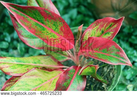 Closeup Of Potted Red Aglaonema Or Aglaonema Siam Aurora Plant In The Garden