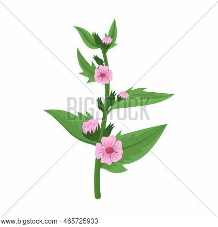Field Weed, Wild Flower Vector Illustration. Meadow Or Field Flowers, Yellow Buttercup And Dandelion