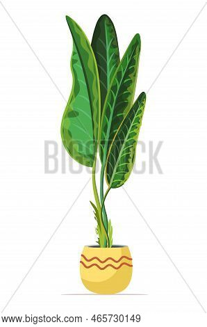 Potted Plant. Plant Decor Indoor. Isolated On White Background.