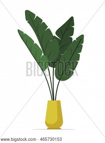 Strelitzia Retinae Foliage, Bird Of Paradise Foliage. House Plant Isolated On White Background.