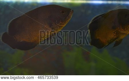 Ocular Astronotus Is A Large Ray-finned Fish From The Cichlaceae Family. It Is Also Known By The Nam