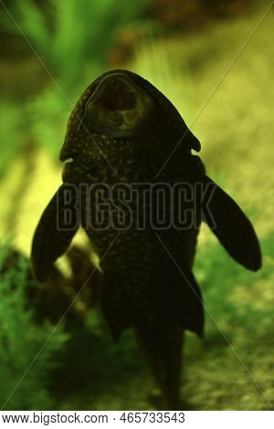 The Blue Ancistrus Catfish Or Common Ancistrus Ancistrus Dolichopterus Is One Of The Most Common Spe