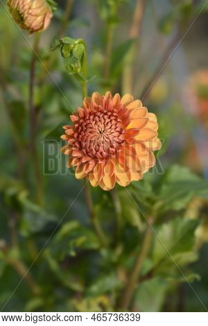Dahlia Beatrice Flowers In The Garden In Autumn
