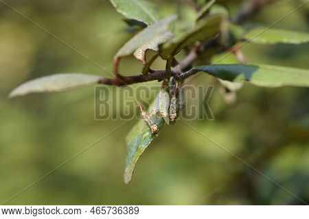 Ebbinges Silverberry Branch With Flowers In The Autumn
