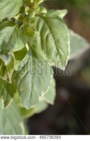 Basil Pesto Perpetuo Variegated Leaves In The Garden