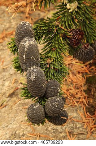 Subalpine Fir (abies Lasiocarpa) Cones In Wind River Range, Wyoming