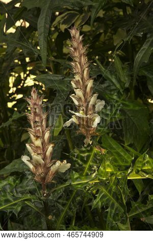 Bear's Breech, Mountain Thistle (acanthus Montanus) In The Botanical Garden.