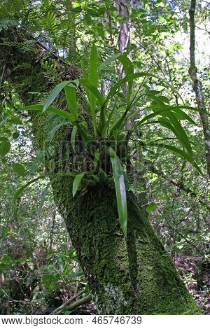 Plant Of Clamshell Or Cockleshell Orchid - Prosthechea Cochleata - In Fakahatchee Strand State Prese