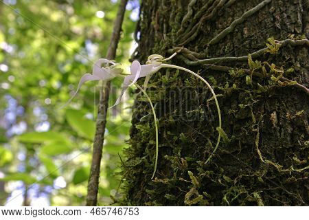 Ghost Orchid - Dendrophylax Lindenii - In Fakahatchee Strand State Preserve, Florida In Bloom..