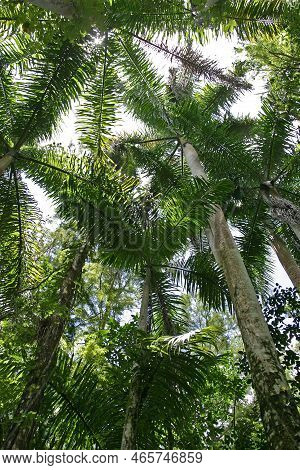 Stand Of Royal Palms - Roystonea Oleracea - In Fakahatchee Strand State Preserve, Florida.