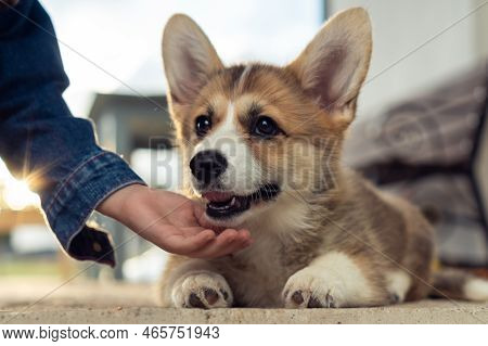 Cropped Photo Of Little Girl Wearing Denim Jacket, Caressing, Stroking Fur Of Snout Of Charming Wels