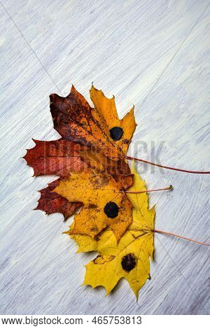 Yellow Maple Leaf Affected By The Fungus Rhytisma Acerinum .