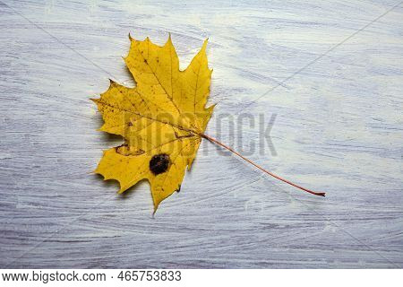 Yellow Maple Leaf Affected By The Fungus Rhytisma Acerinum .