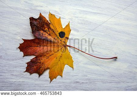 Yellow Maple Leaf Affected By The Fungus Rhytisma Acerinum .
