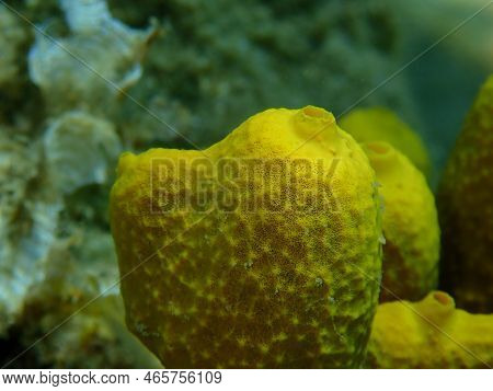 Yellow Tube Sponge Or Aureate Sponge (aplysina Aerophoba) Close-up Undersea, Aegean Sea, Greece, Hal