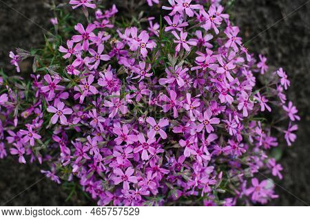 Plant Phlox Awl-shaped. Lots Of Pink Flowers. Summer Nature Background