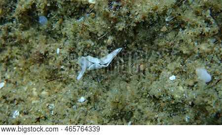Sacoglossan Sea Slug Or Opisthobranch Timid Elysia (elysia Timida) Undersea, Aegean Sea, Greece, Hal