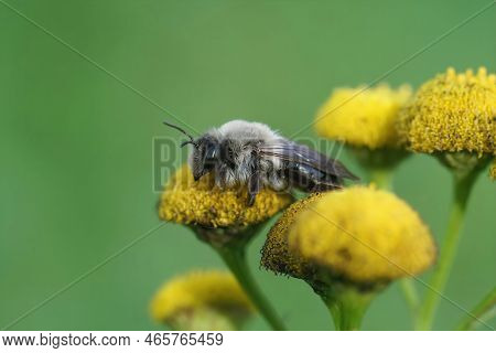 Natural Closeup On A Grey-backed Mining Bee, Andrena Vaga Sitting On Yellow Tansy Flowers