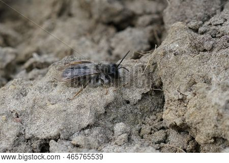 Natural Closeup On A Male Grey-backed Mining Bee, Andrena Vaga , Sitting On The Ground