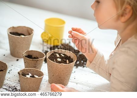Hands Of A Small Child Planted Seeds At Home. Seeds Of Courgette Or Pumpkin In Open Palm Of Child. E