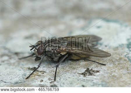 Natural Closeup On A Muscid Fly, Helina Evecta, Subathing On A Piece Of Wood In The Garden