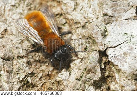 Natural Closeup Of A Colorful Female Tawny Mining , Andrena Fulva Sunbathing On Wood