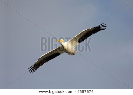 American White Pelican