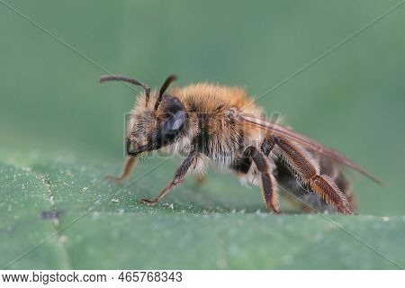 Detailed Closeup On A Brown Hairy Female Closeup Shot Mellow Miner Mining Bee, Andrena Mitis, Sittin