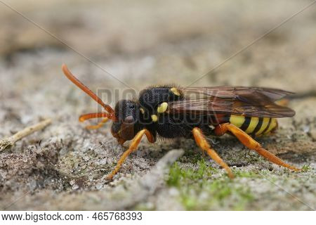 Detailed Closeup On A Female Painted Nomad Bee, Nomada Fucata Sitting On A Piece Of Wood