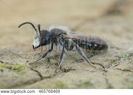 Detailed Closeup Of A Male Red-bellied Miner Mining Bee, Andrena Ventralis, Sitting On Wood