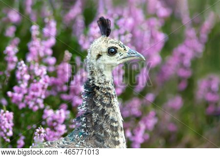 Close Up Of A Peachick In Pink Heather, Uk.