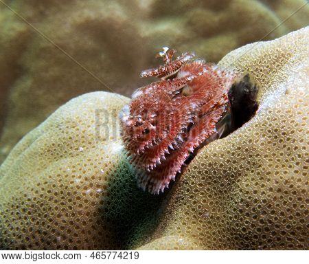 A Christmas Tree Worm, Spirobranchus Giganteus Boracay Island Philippines