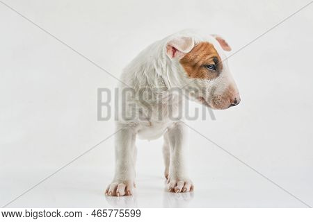 Bull Terrier Dog Isolated On Grey Background. Studio Portrait. Miniature Bull Terrier Puppy Posing O