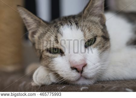 Closeup Of Cute Domestic Tabby House Cat Felis Catus Relaxing Indoor At Home Lying On Table Half Asl
