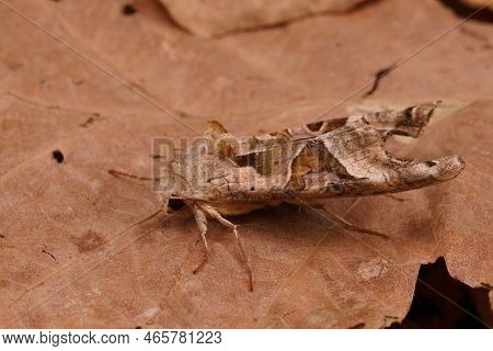 Detailed Closeup Of The Angle Shades Moth, Phlogophora Meticulosa Sitting On Dried Leafs