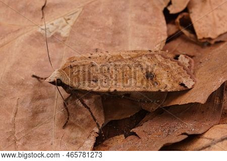 Dorsal Closeup On A Light Color Form Of The Large Yellow Underwing Noctua Pronuba, Sitting On Wood O
