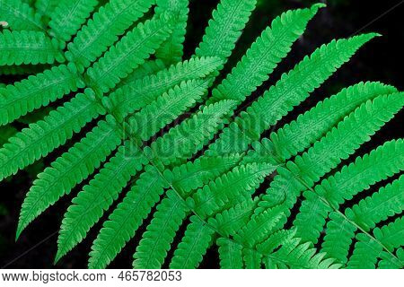 Compound Pinnate Green Leaves With Black Background. Pattern Of Leaf Branches.
