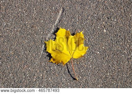 Yellow Maple Leaf On Gtay Asphalt Close Up