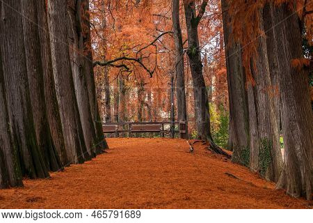 Sequoia. Landscape. Gold Autumn. Ducos Park, Brescia, Italy, November 2021