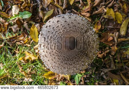 Macrolepiota Procera Or Lepiota Procera Mushroom Growing In The Autumn Forest, Close Up. Ring And La