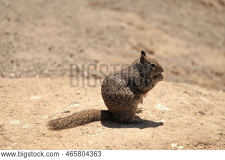 Female Ground Squirrel Rodent Or Gopher Eating Outdoor, Wildlife