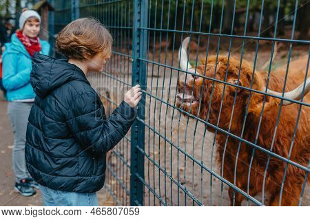 Beautiful Little Girl In Black Coat Feeding Buffalo. Grl Feeding Buffalo At Animal Farm. Bison Face 