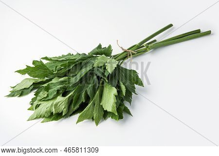 ashitaba, angelica keiskei isolated on white background