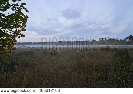 Fore Land With Fog On Grass And Heather In Denmark, In Front Of Dunes. Trees And Clouds In Mystical 