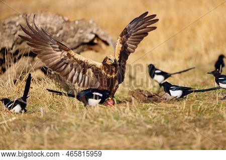 The Western Marsh Harrier (circus Aeruginosus) Also Known As The Eurasian Marsh Harrier, Defends Its